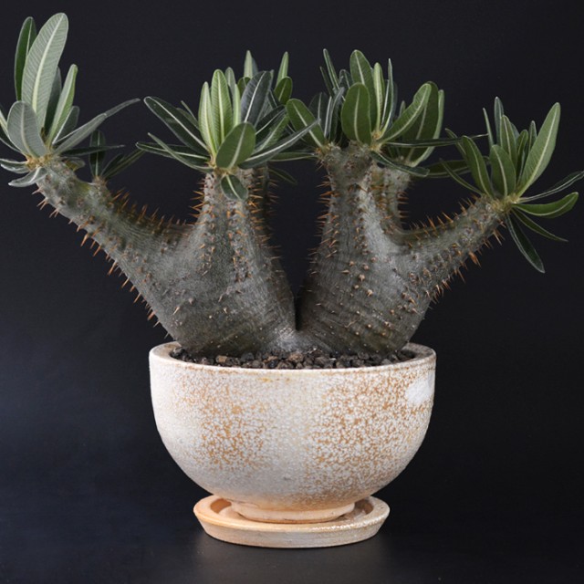 Takehiro Ito Handmade Pot + Pachypodium...