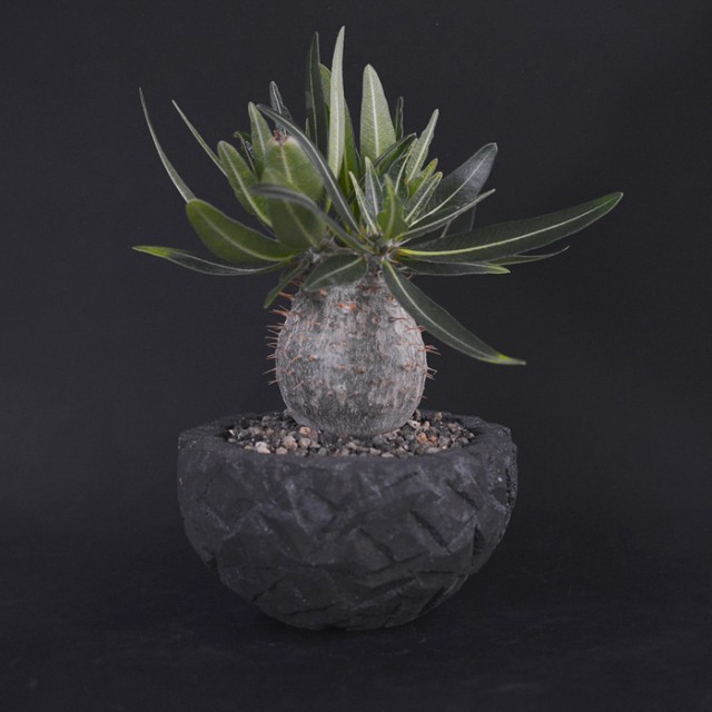 Rock Heavy Pot S + Pachypodium gracilius...